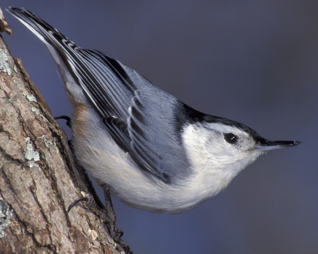 village-life-it-s-been-a-little-hard-to-write-about-nuthatches-east